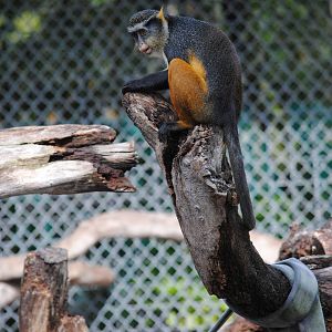 Wolf's Guenon