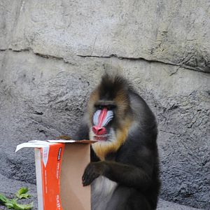 Mandrill
