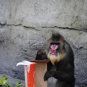 Mandrill