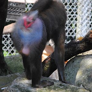 Mandrill