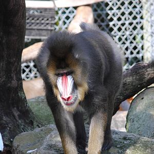 Mandrill