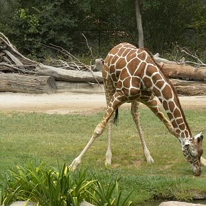 Rothiculated Giraffe
