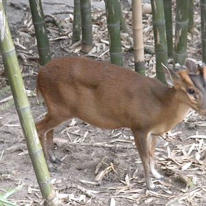 Reeve's Muntjac