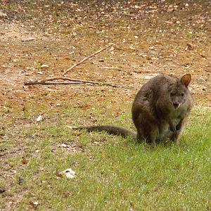 Parma Wallaby