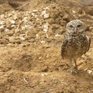 Burrowing Owl