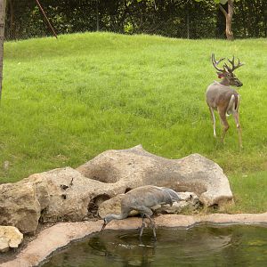 White Tailed Deer and Sandhill Crane