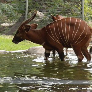 East African Bongo