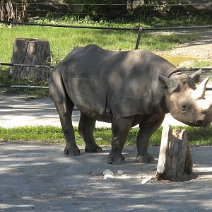 Southern Black Rhinoceros