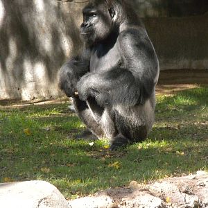 Western Lowland Gorilla