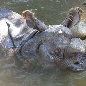 Indian Rhinoceros