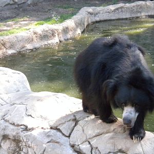 Sloth Bear
