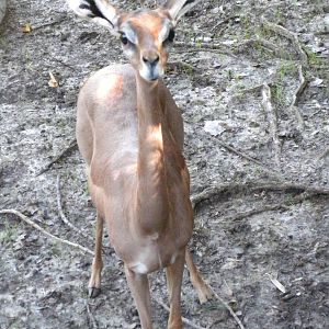 Gerenuk
