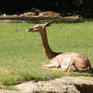 Gerenuk