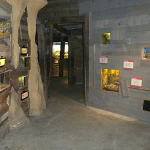 Texas Wild! Bug exhibits