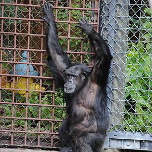 Chimpanzee