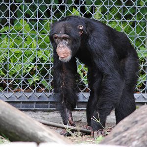 Chimpanzee