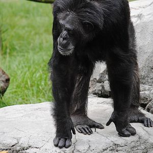 Chimpanzee