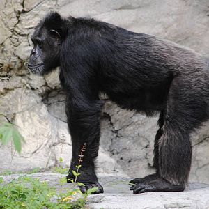 Chimpanzee