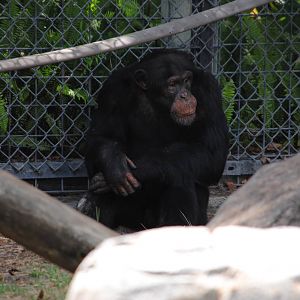 Chimpanzee