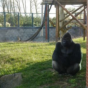 Oumbi the Gorilla.