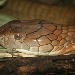 King cobra