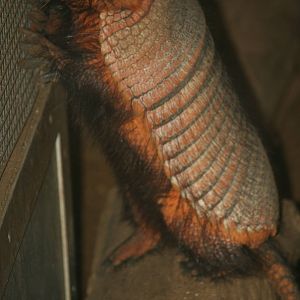 Big hairy armadillo
