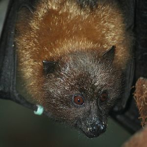 Rodrigues flying fox