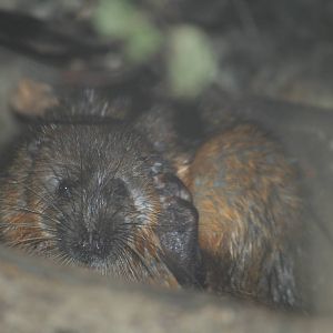 Australian water rat