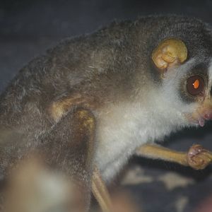 Northern dry zone slender loris