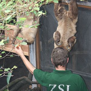 Two-toed sloth being fed