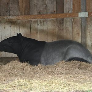 Malayan tapir