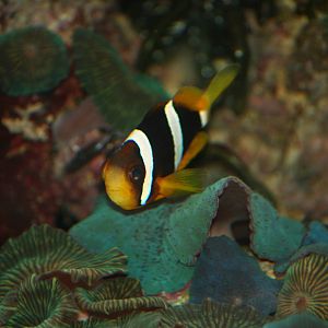 Clark's anemonefish