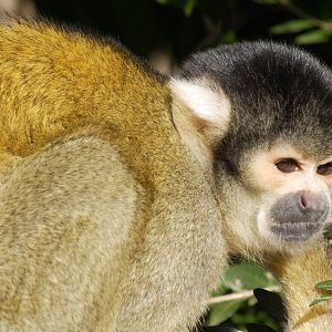 Bolivian black-capped squirrel monkey