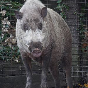 Bornean bearded pig