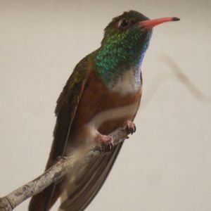 Emerald hummingbird