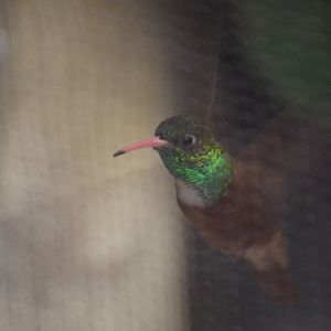 Emerald hummingbird in flight