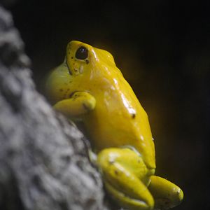 Golden dart frog