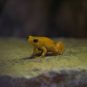 Golden mantella
