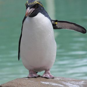 Macaroni penguin