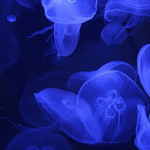 Moon jellyfish