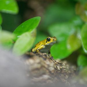 Strawberry dart frog