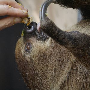 Two-toed sloth being fed