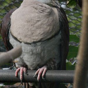 Zoe's imperial pigeon