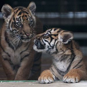 Two male sumatran tiger cubs