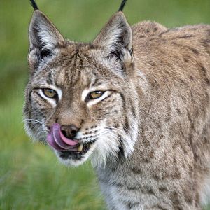 Lynx