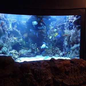Caribbean Reef Exhibit