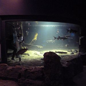 American Gamefish Exhibit