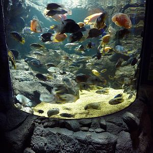 South American Cichlid Exhibit
