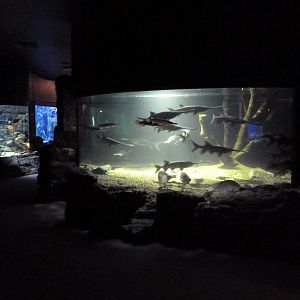American Gamefish Exhibit