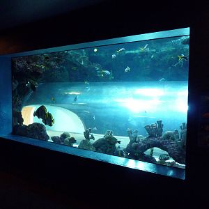 South Pacific Exhibit + Log Flume Ride